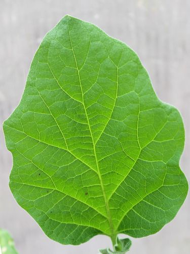 Пигментация на листьях баклажан: почему появляется желтый цвет