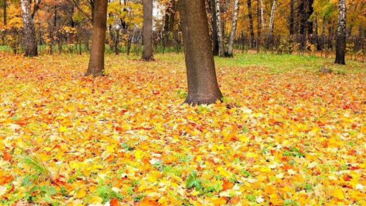 Деревья сбрасывают листья осенью — почему это происходит